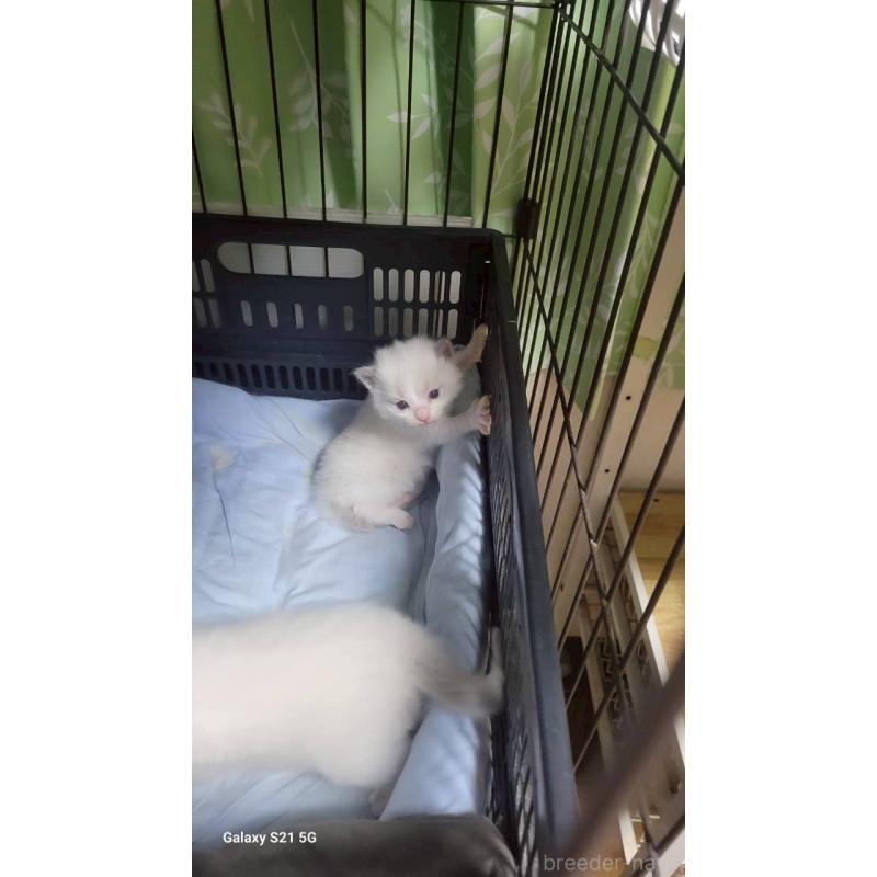 販売中の栃木県のラグドール-127490の3枚目